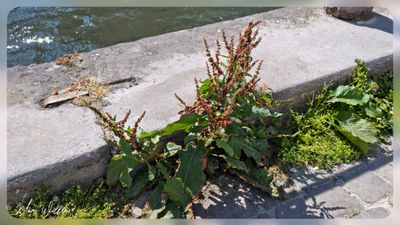 Ridderzuring (Rumex obtusifolius)