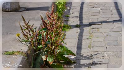 Ridderzuring (Rumex obtusifolius)