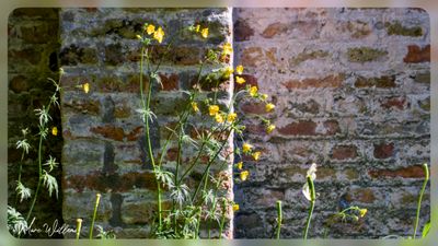 Scherpe boterbloem