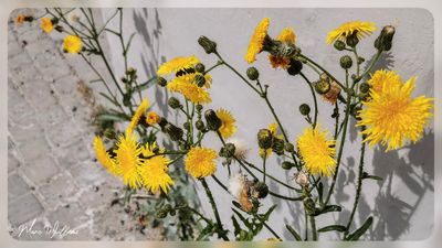 Akkermelkdistel (Zeemelkdistel) - Sonchus arvensis