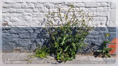 Gekroesde melkdistel