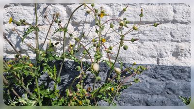 Gekroesde melkdistel