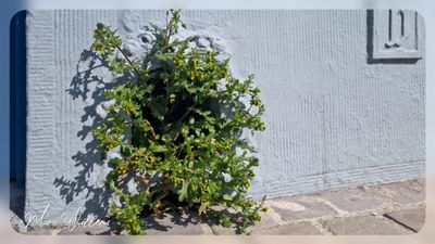 Klein kruiskruid - Senecio vulgaris
