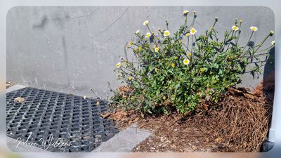 Erigeron karvinskianus