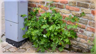 Stinkende gouwe (Chelidonium majus)