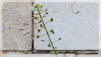 Herderstasje - Capsella bursa pastoris-detail