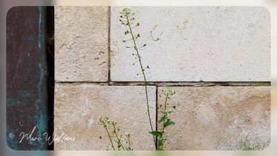 Herderstasje - Capsella bursa pastoris
