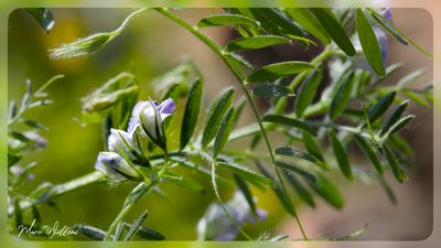 linze (Lens culinaris)
