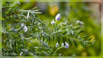 linze (Lens culinaris)