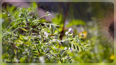 linze (Lens culinaris)