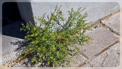 Steenkruidkers (Lepidium ruderale)