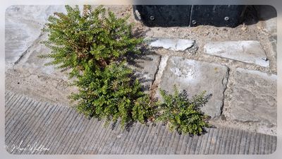 Steenkruidkers (Lepidium ruderale)