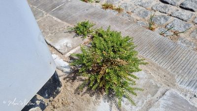 Steenkruidkers (Lepidium ruderale)