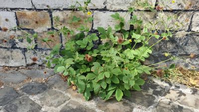 Geel nagelkruid (Geum urbanum)