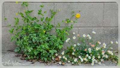 Geel nagelkruid (Geum urbanum)