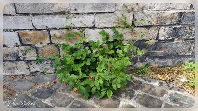 Geel nagelkruid (Geum urbanum)