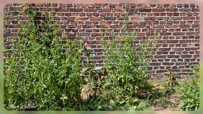 gewone raket (Sisymbrium officinale)