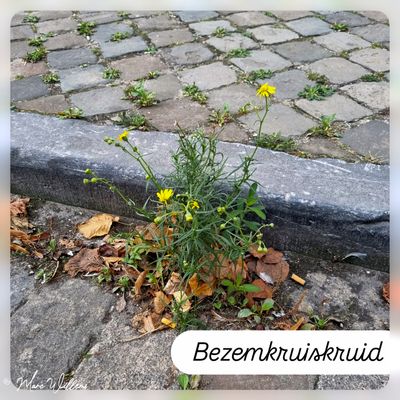 Bezemkruiskruid.jpg
