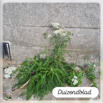 Duizendblad.jpg