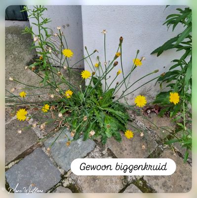 Gewoon biggenkruid.jpg