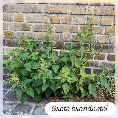 Grote brandnetel.jpg