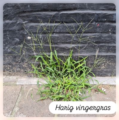 Harig vingergras.jpg