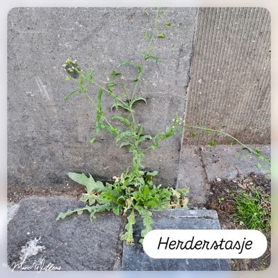 Herderstasje.jpg