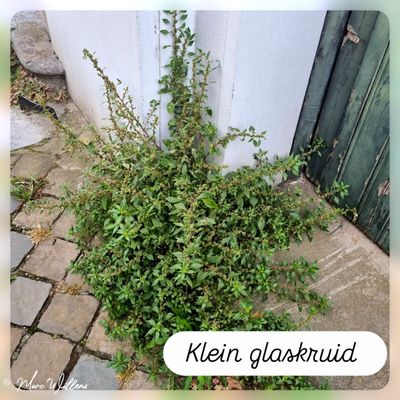 Klein glaskruid.jpg