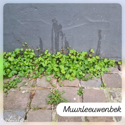 Muurleeuwenbekje.jpg