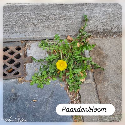 Paardenbloem.jpg