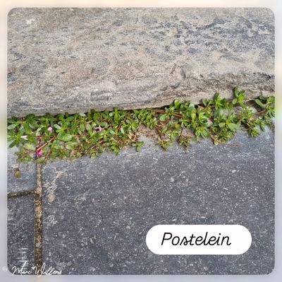 Postelein.jpg