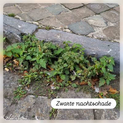 Zwarte nachtschade.jpg