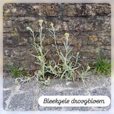 Bleekgele droogbloem.jpg