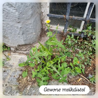 Gewone melkdistel.jpg