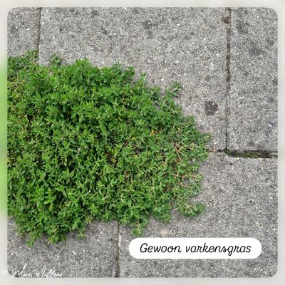 Gewoon varkensgras.jpg