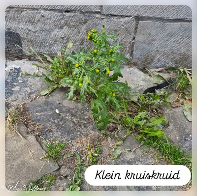 Klein kruiskruid.jpg