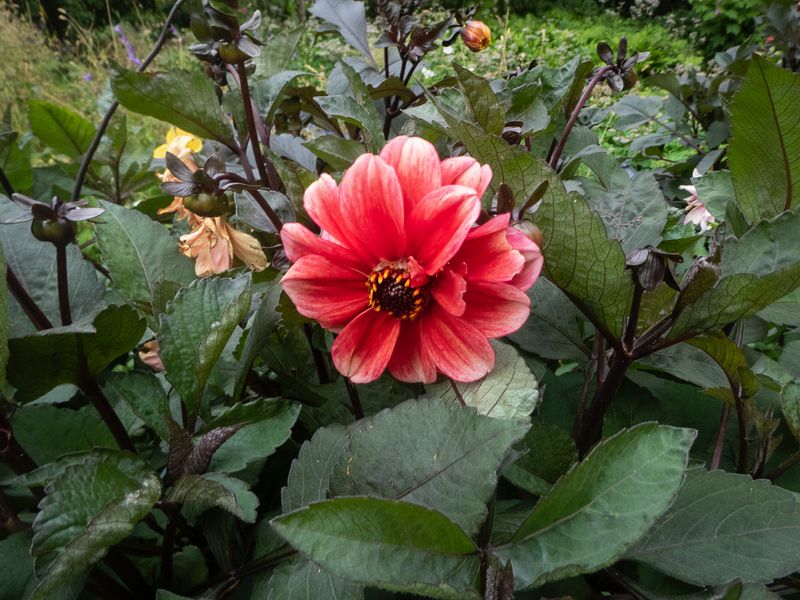 Rd Dahlia 