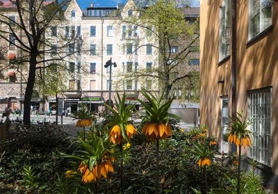  Kejsarkronor 
