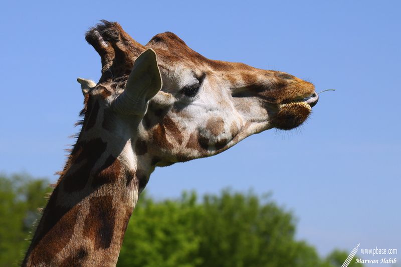 Giraffe / Girafe