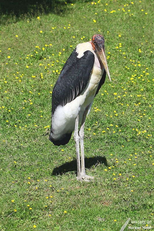 Marabou Stork / Marabout dAfrique