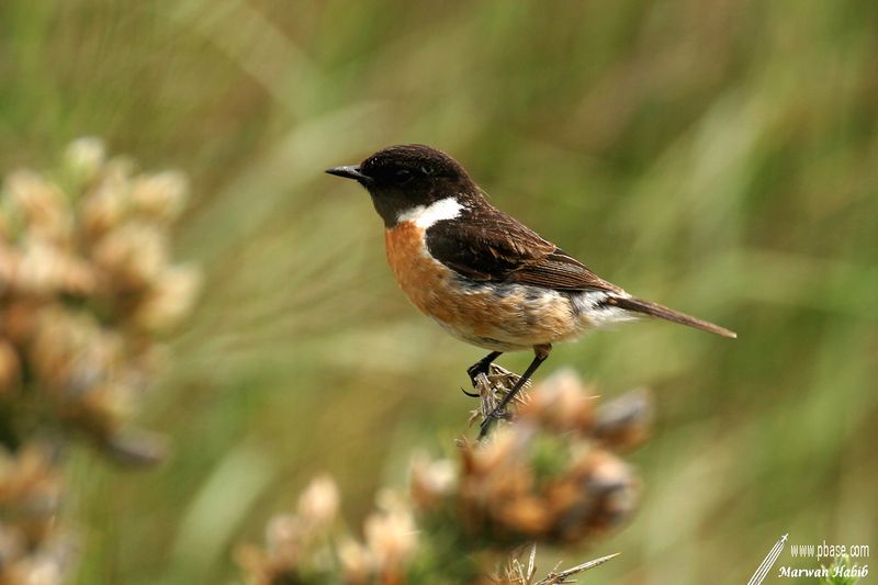 Common Stonechat / Tarier ptre (Saxicola torquatus)