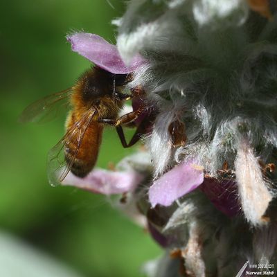 Bee / Abeille