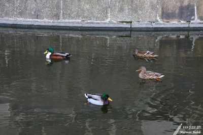 Duck / Canard - Naval group at the castle / Armada au chteau 