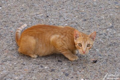 Chat de Sant Feliu