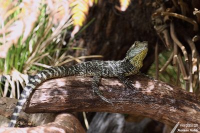 Lizard / Lézard