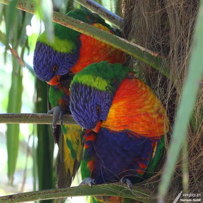 Parrot / Perroquet