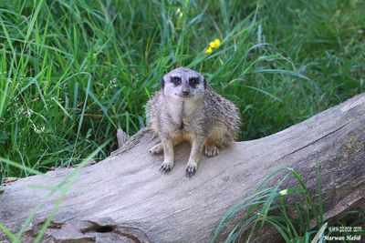 Meerkat / Suricate