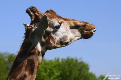 Giraffe / Girafe