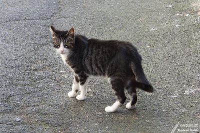 Chat Fontenaisien