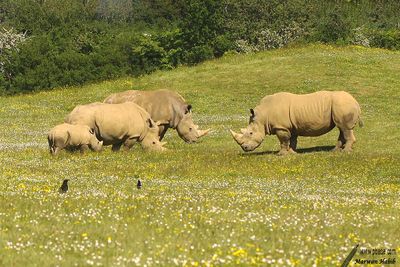 Rhinoceros / Rhinocéros